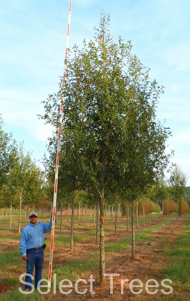 quercus-shumardii-qssth-prominence-shumard-oak