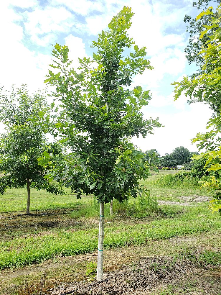 quercus-shumardii-qxmtf-shumard-oak