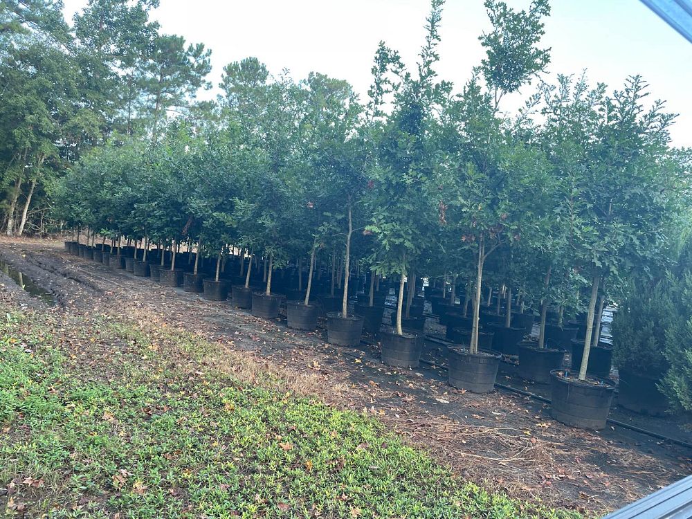 quercus-shumardii-qxmtf-shumard-oak