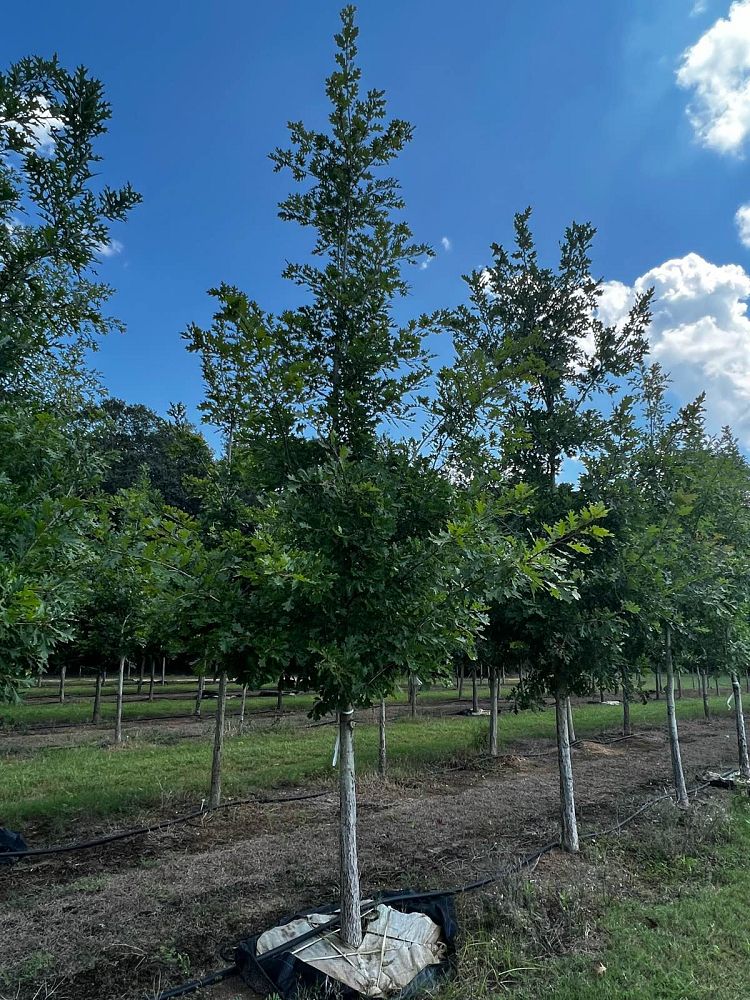 quercus-shumardii-qxmtf-shumard-oak