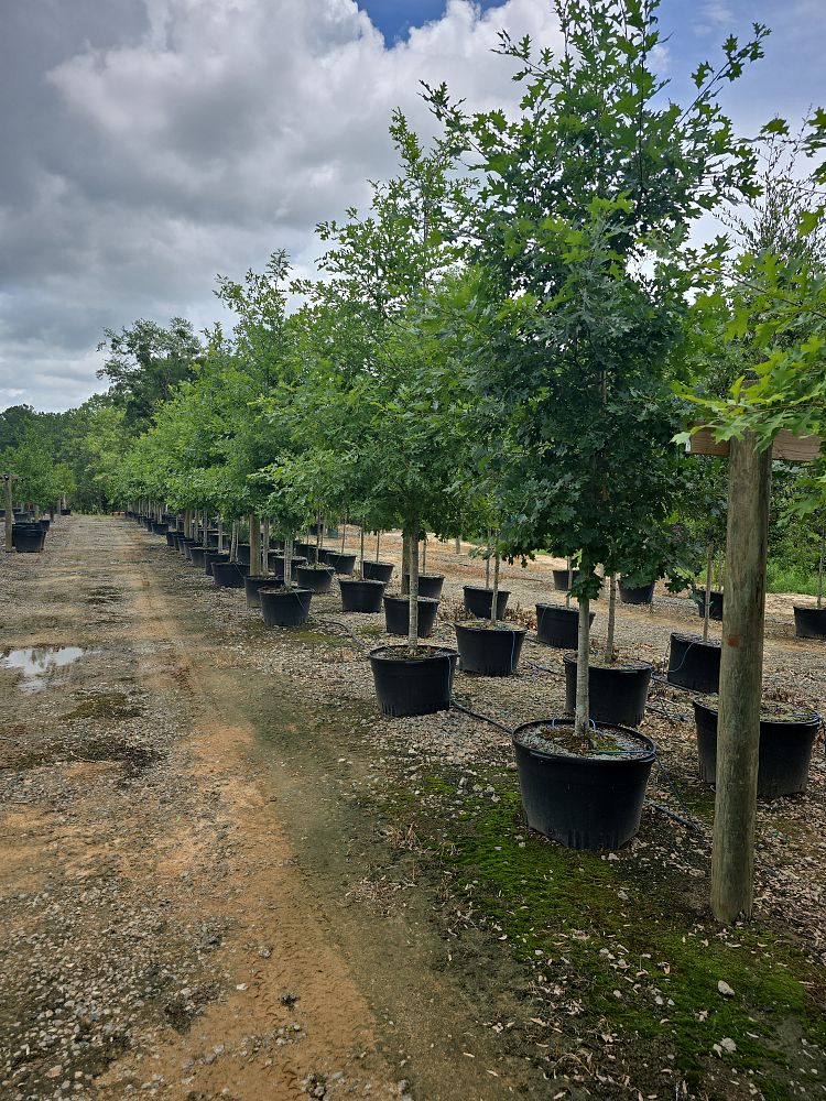 quercus-shumardii-qxmtf-shumard-oak-talyn-oak