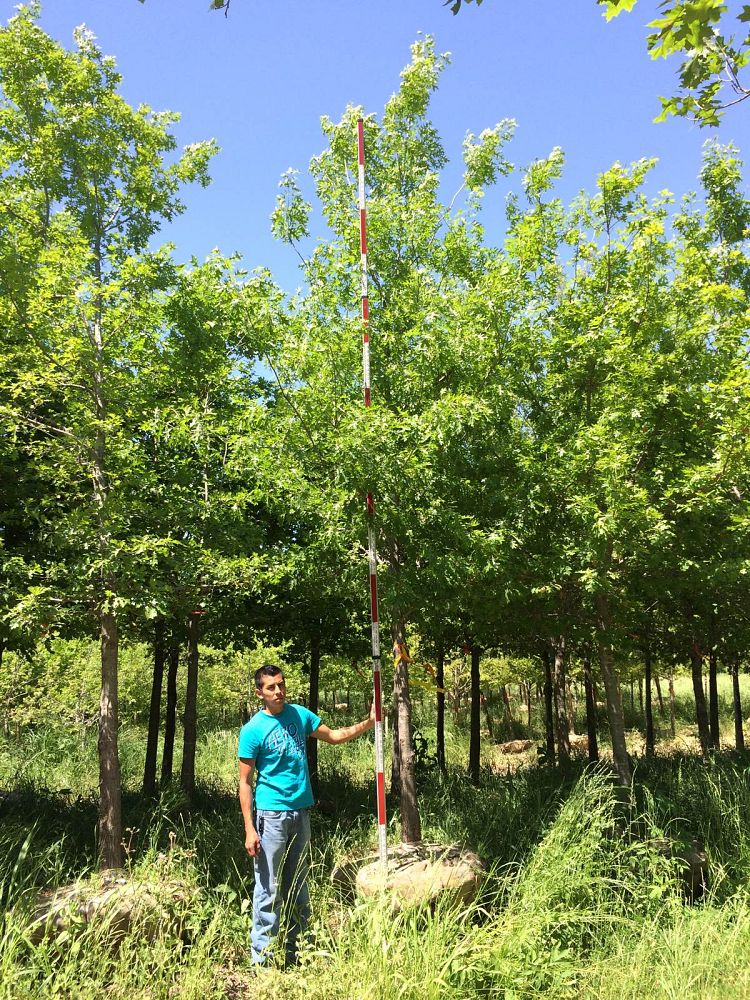 quercus-shumardii-shumard-red-oak