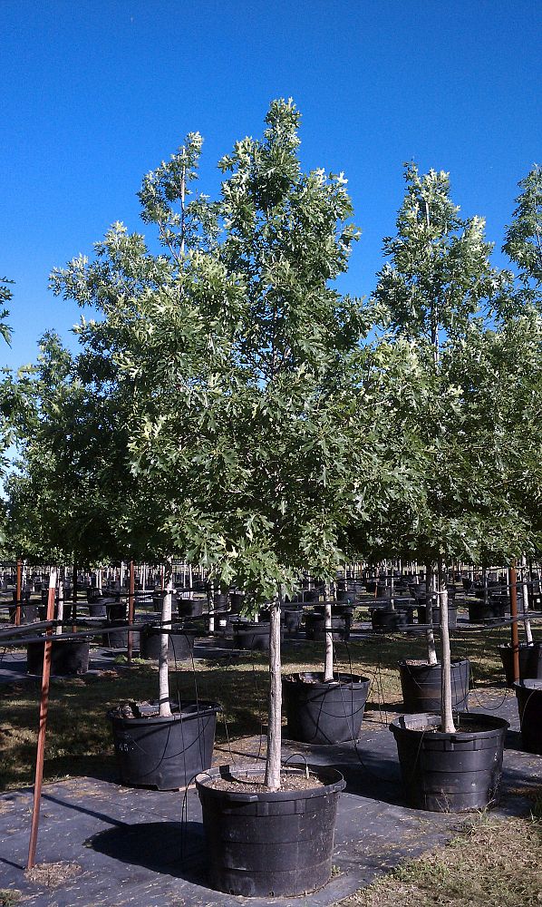 quercus-shumardii-shumard-red-oak