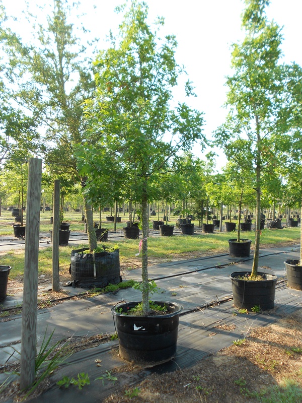 quercus-shumardii-shumard-red-oak