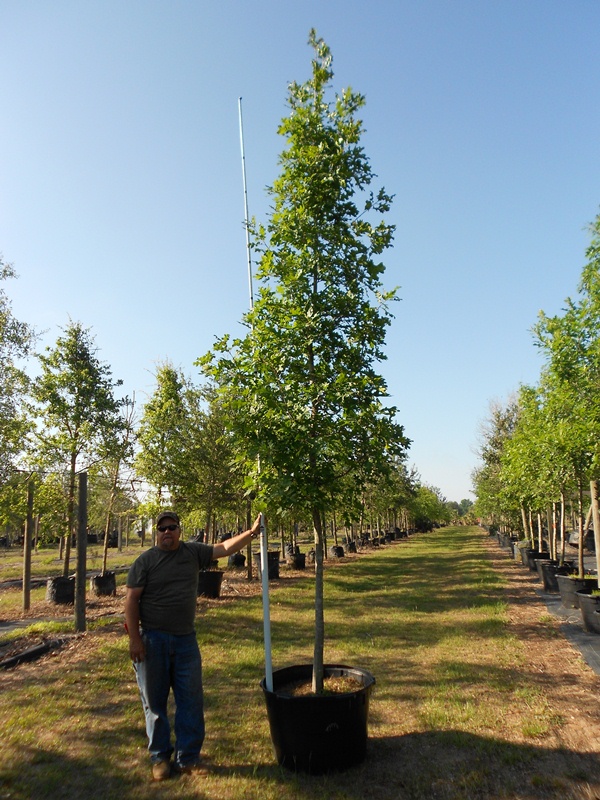 quercus-shumardii-shumard-red-oak