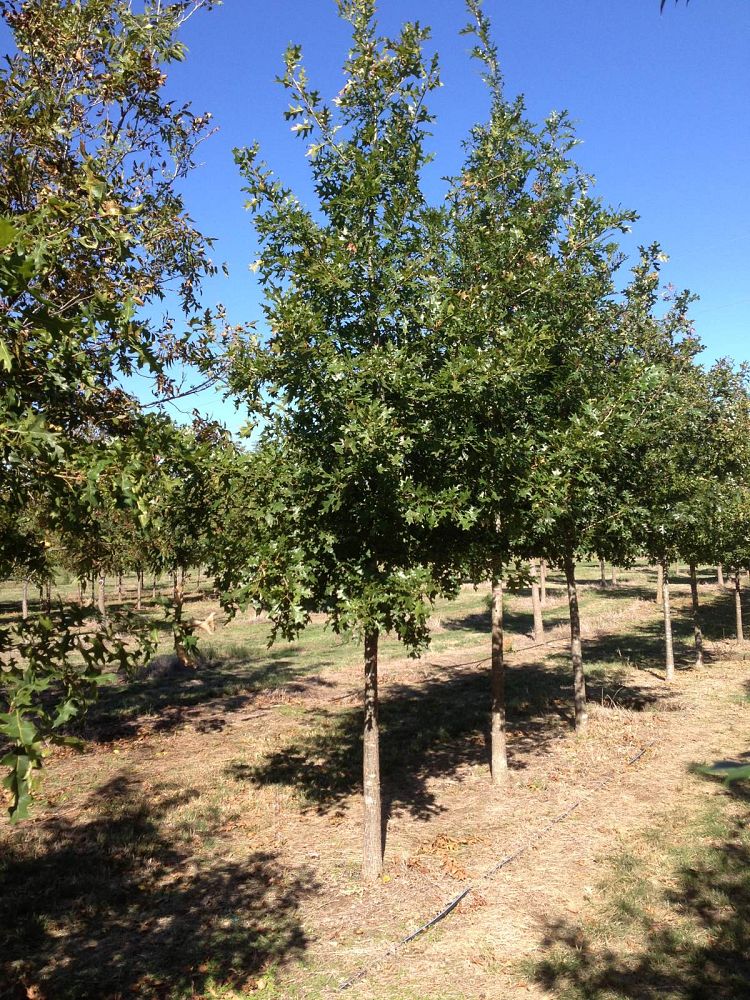 quercus-shumardii-shumard-red-oak