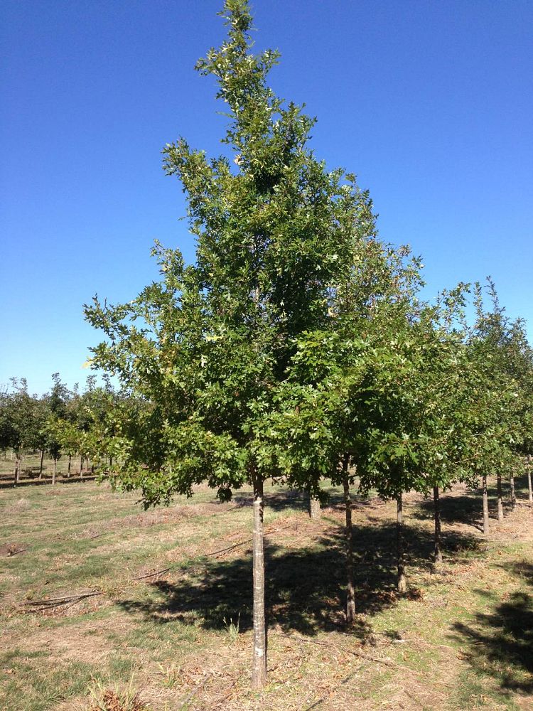 quercus-shumardii-shumard-red-oak