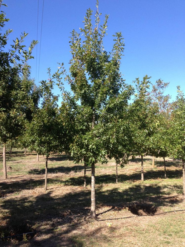 quercus-shumardii-shumard-red-oak