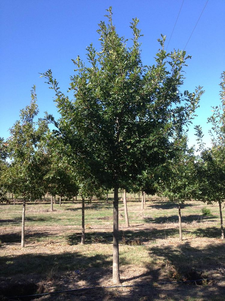 quercus-shumardii-shumard-red-oak