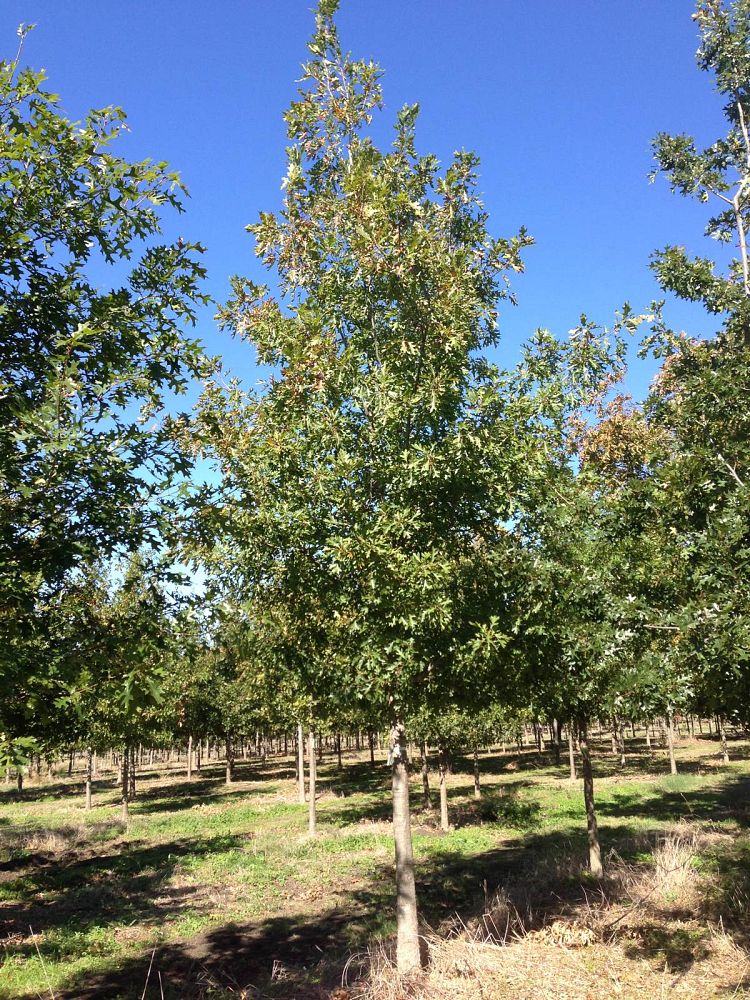 quercus-shumardii-shumard-red-oak