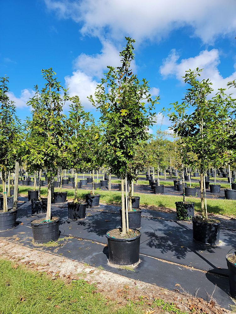 quercus-shumardii-shumard-red-oak