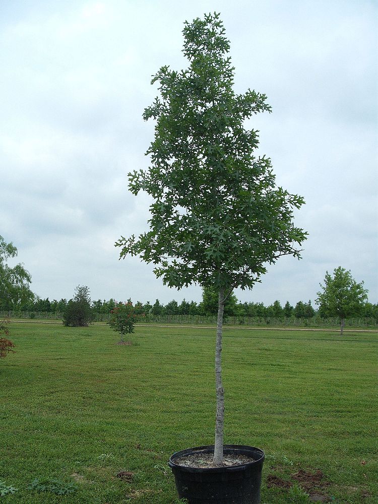 quercus-shumardii-shumard-red-oak