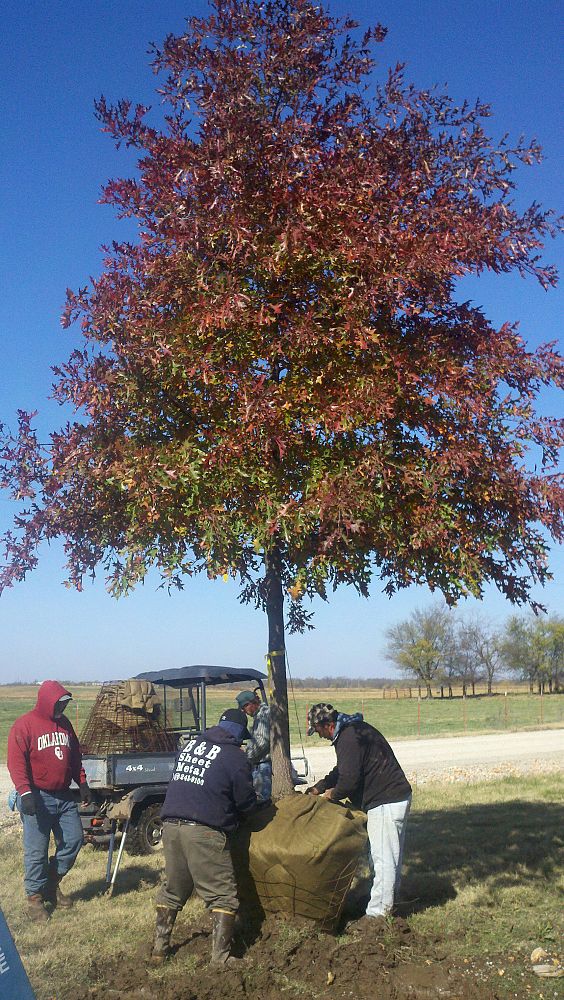 quercus-shumardii-shumard-red-oak