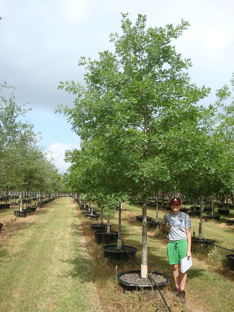 quercus-shumardii-shumard-red-oak