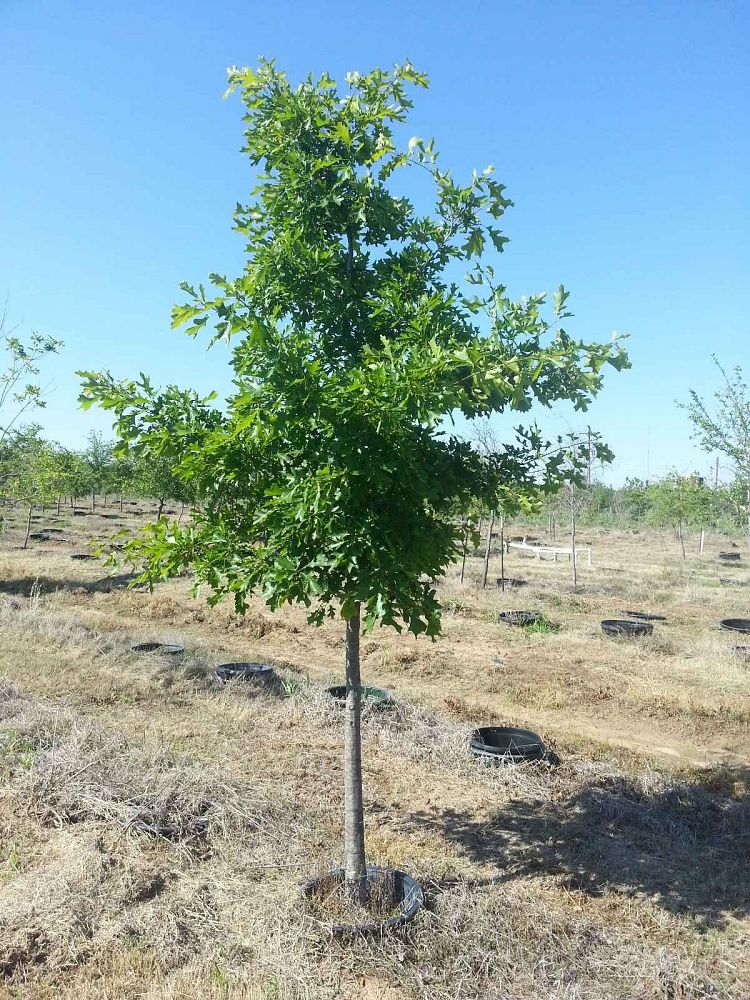 quercus-shumardii-shumard-red-oak
