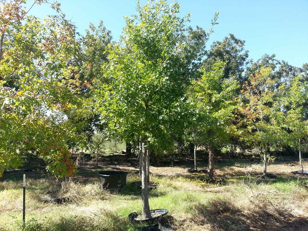 quercus-shumardii-shumard-red-oak
