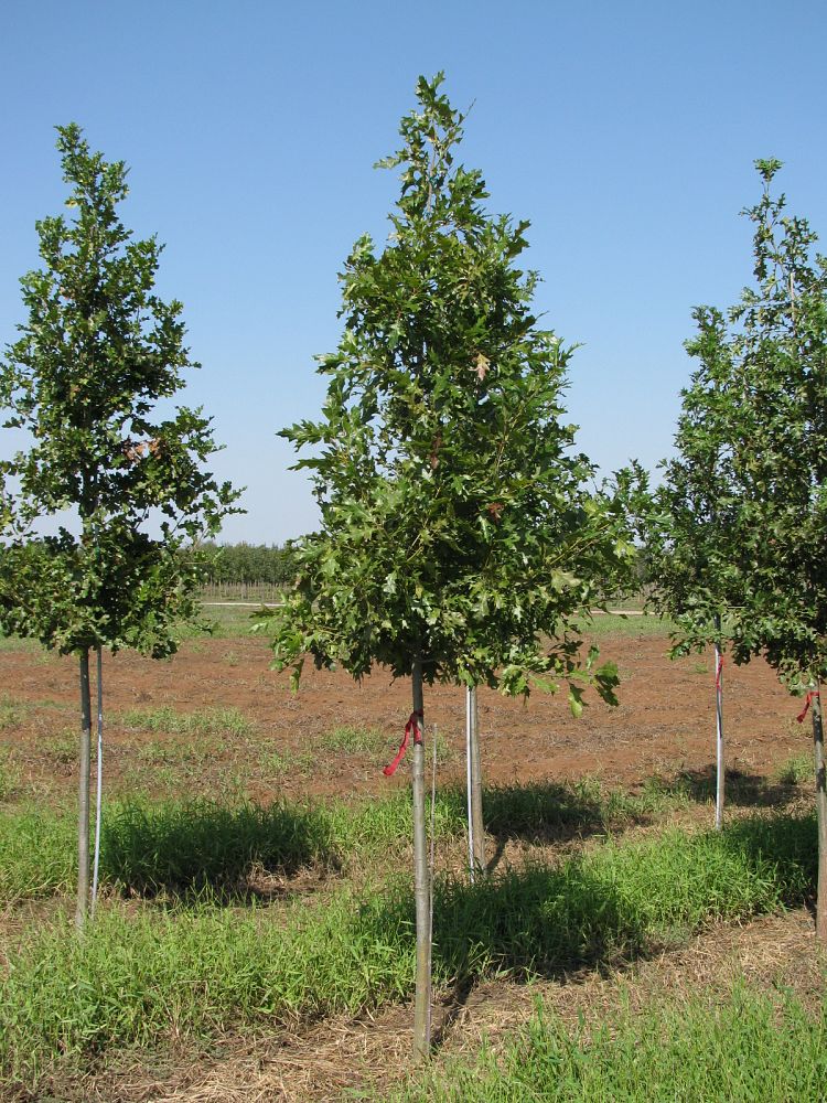 quercus-shumardii-shumard-red-oak