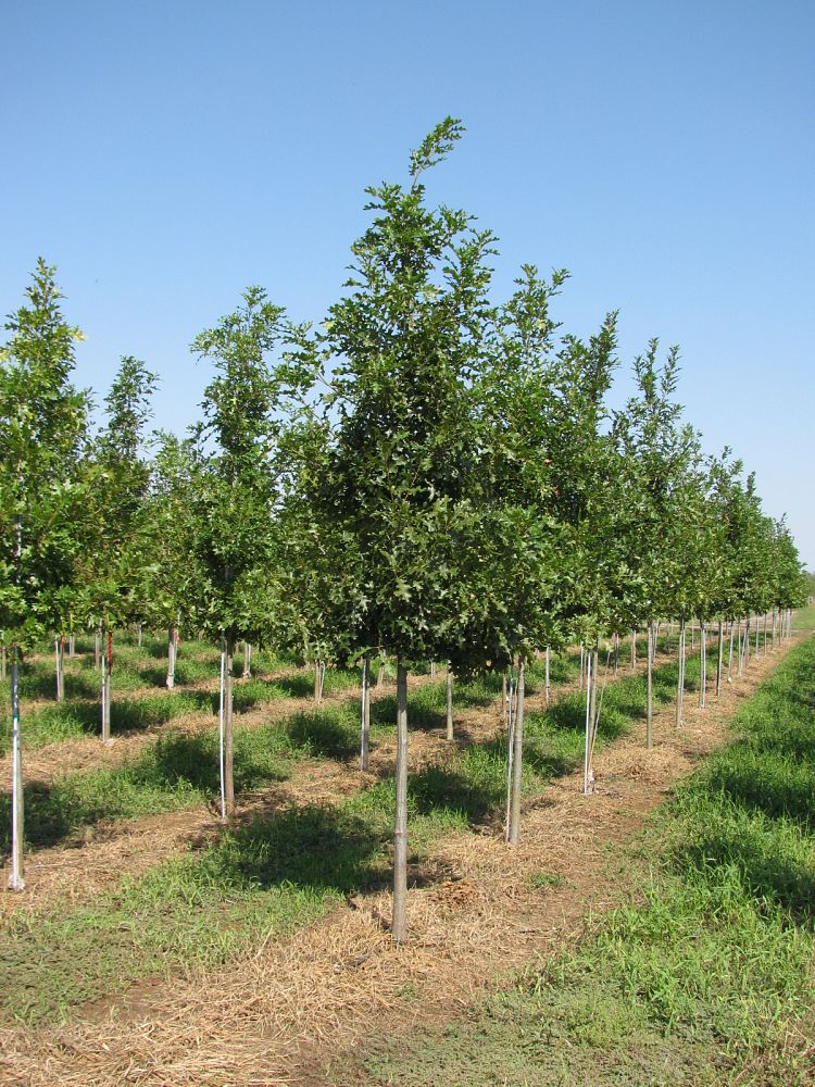 quercus-shumardii-shumard-red-oak
