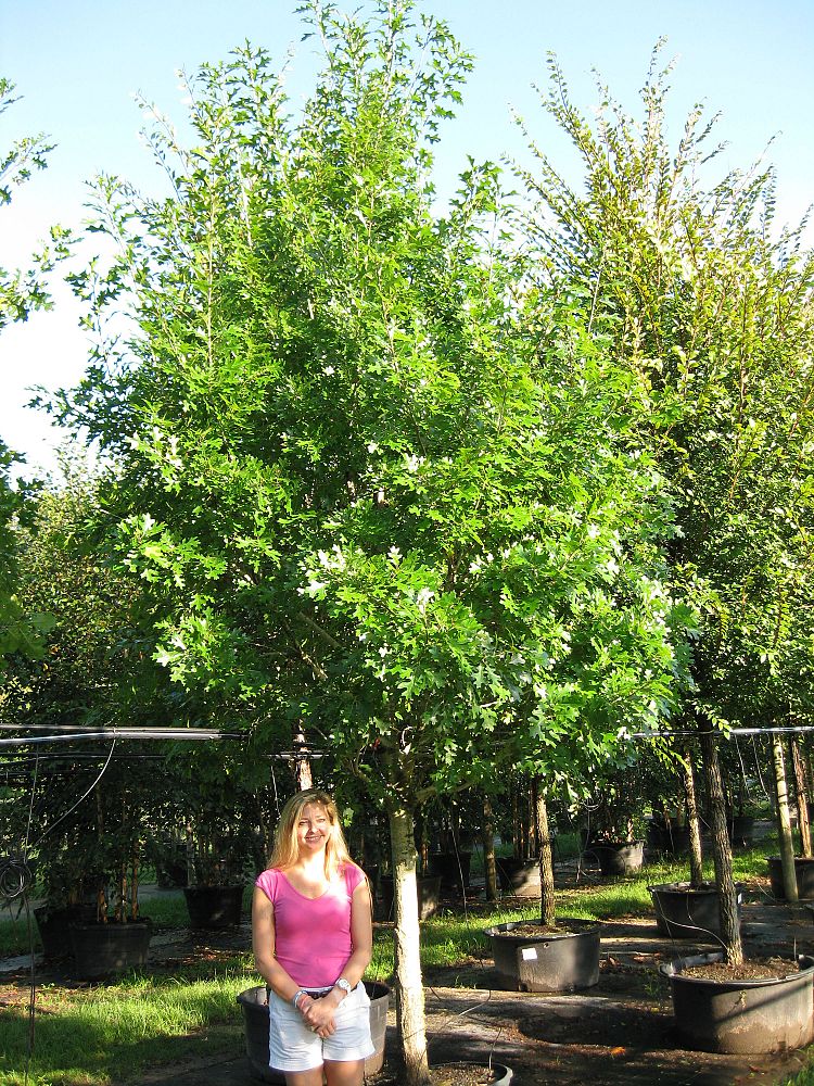 quercus-shumardii-shumard-red-oak