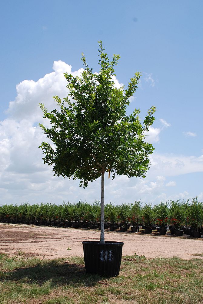 quercus-shumardii-shumard-red-oak
