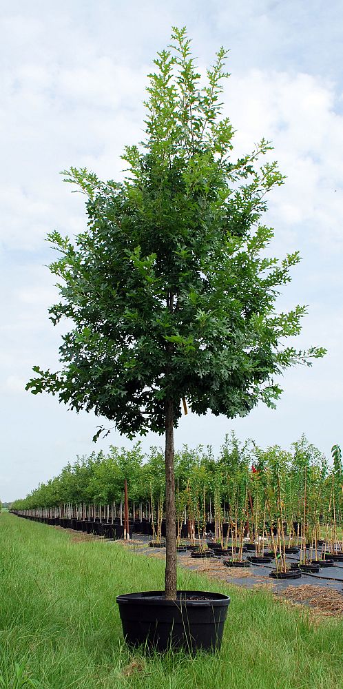 quercus-shumardii-shumard-red-oak