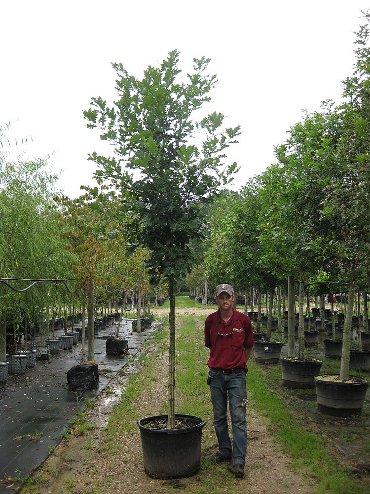 quercus-shumardii-shumard-red-oak