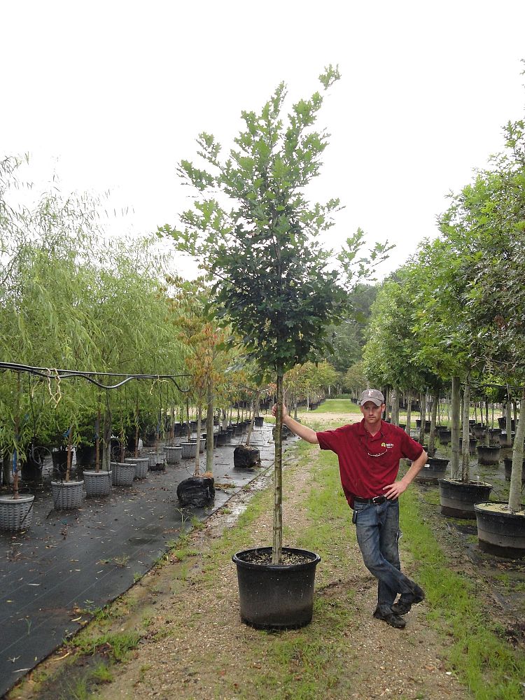 quercus-shumardii-shumard-red-oak