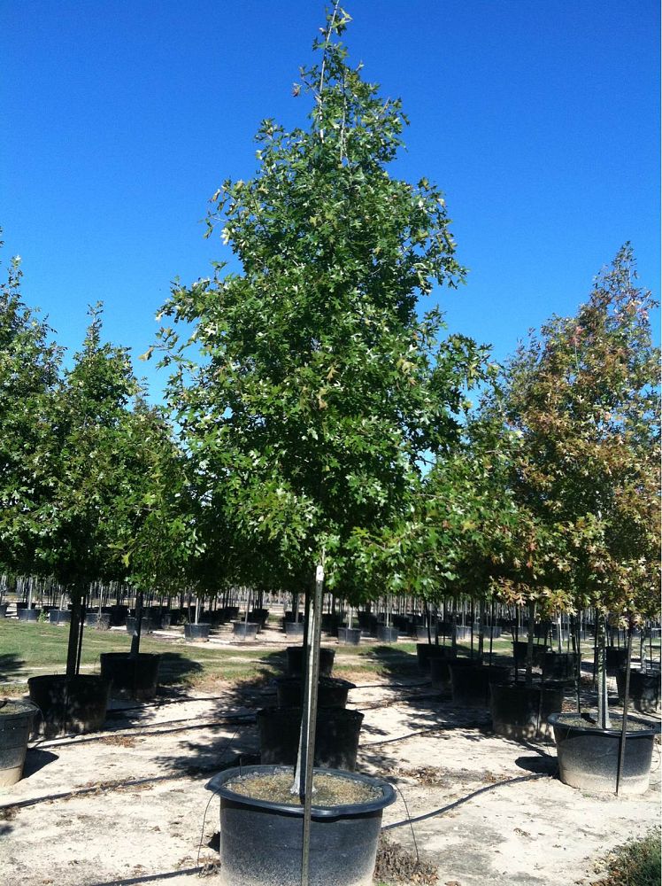 quercus-shumardii-shumard-red-oak