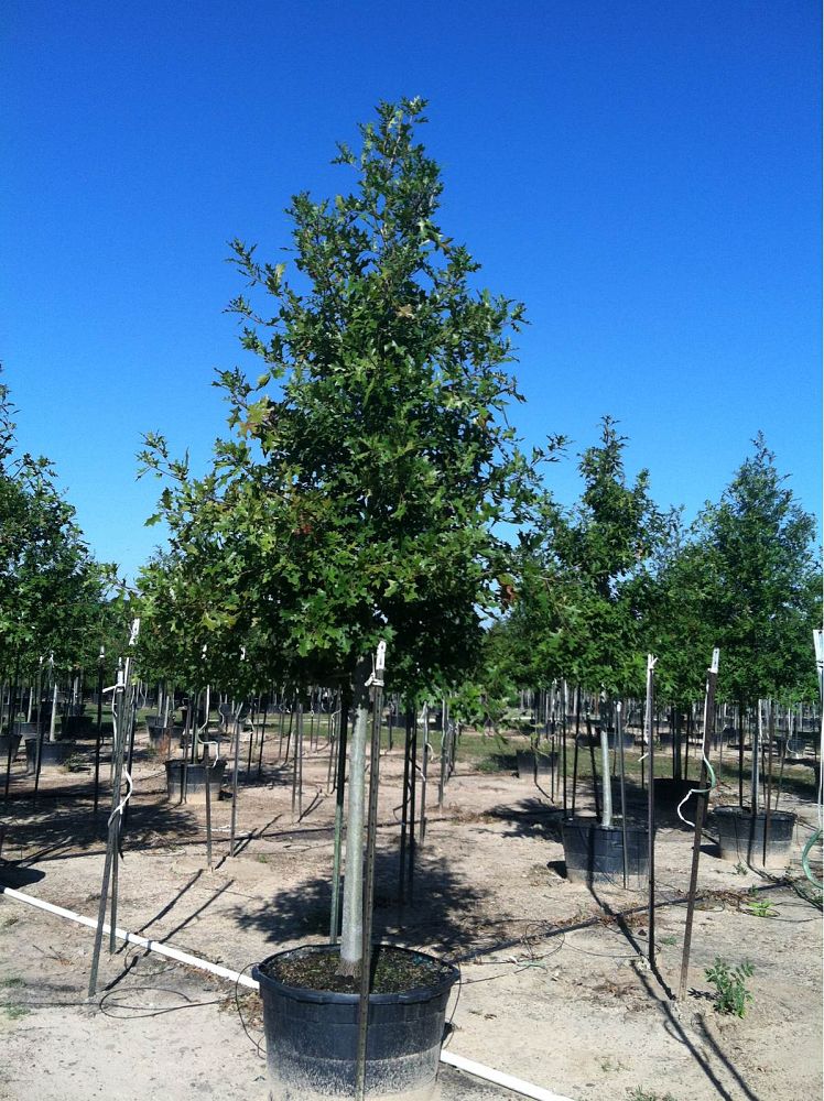 quercus-shumardii-shumard-red-oak