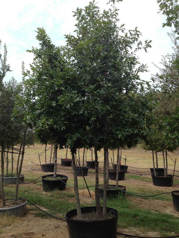 quercus-shumardii-shumard-red-oak