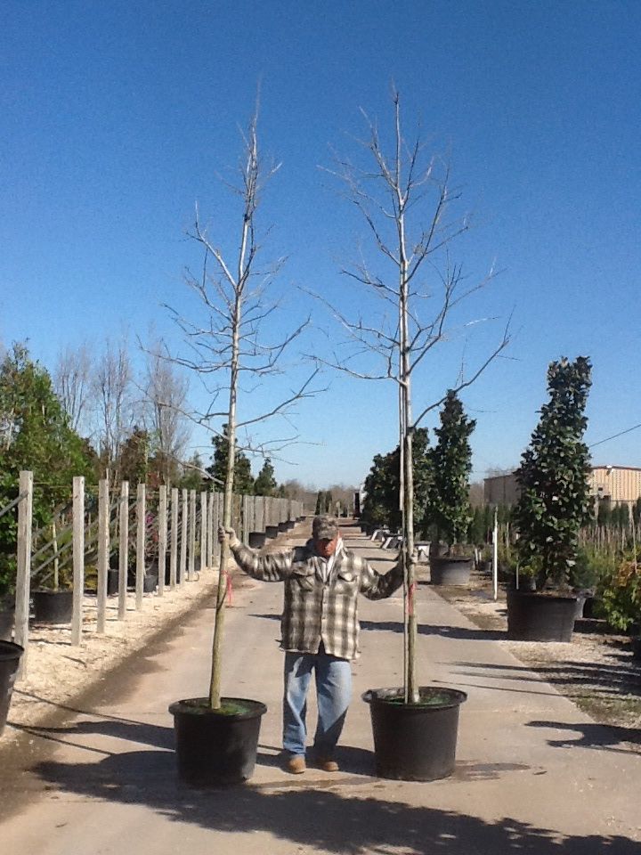 quercus-shumardii-shumard-red-oak