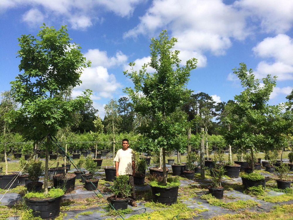 quercus-shumardii-shumard-red-oak