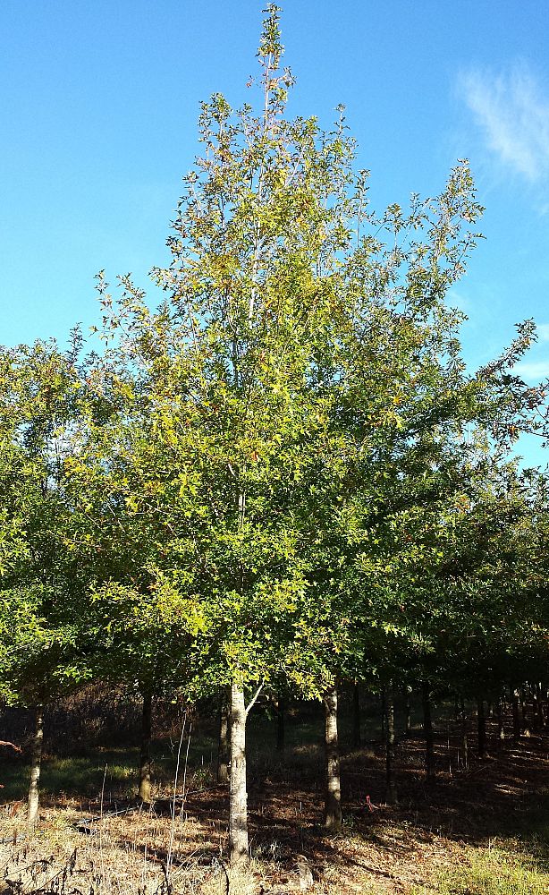 quercus-shumardii-shumard-red-oak