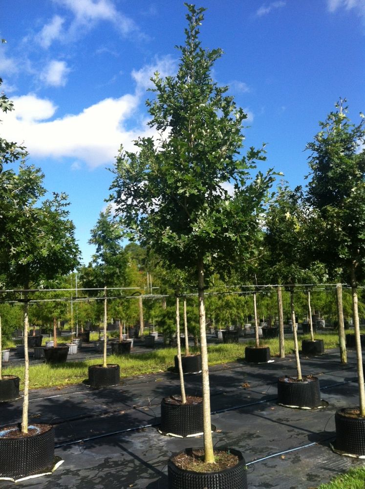 quercus-shumardii-shumard-red-oak