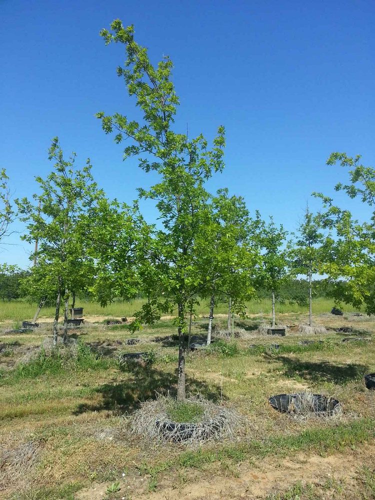 quercus-shumardii-shumard-red-oak