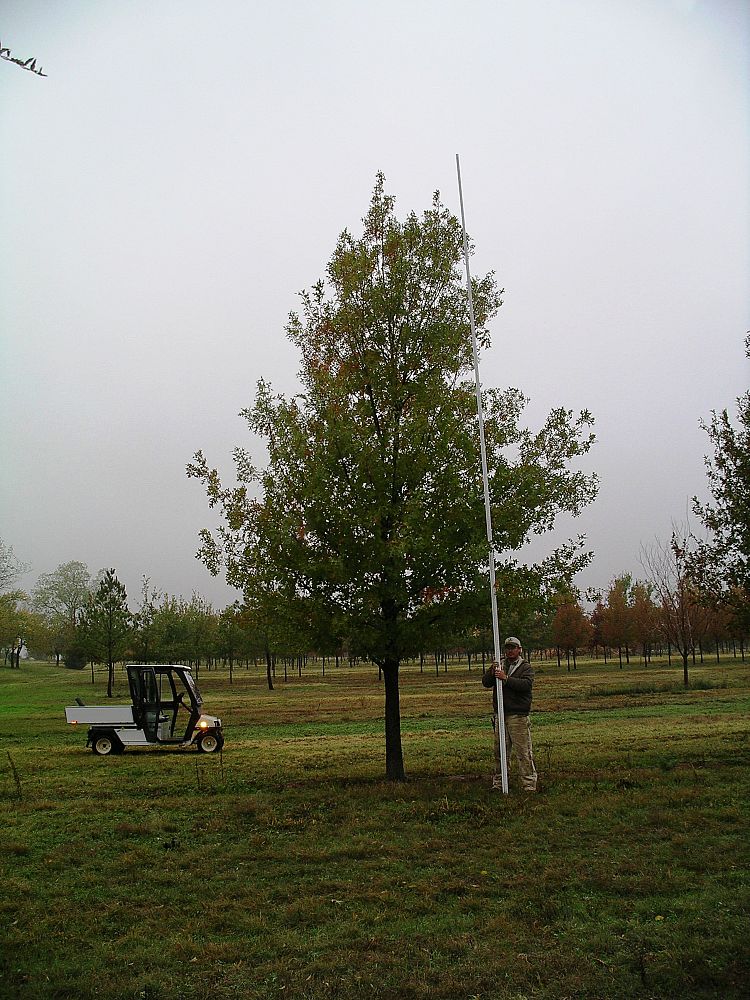 quercus-shumardii-shumard-red-oak