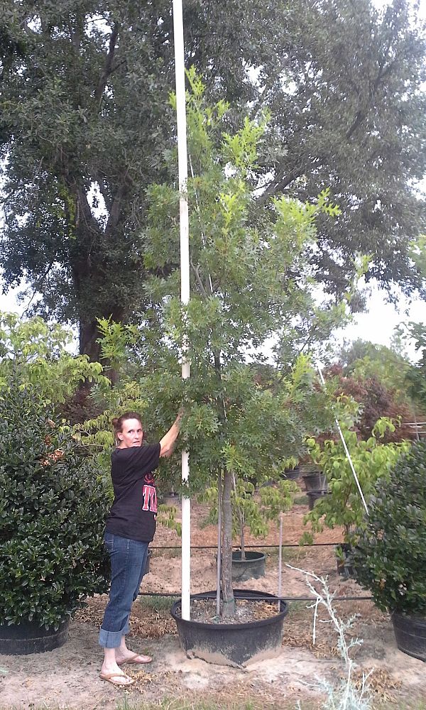 quercus-shumardii-shumard-red-oak