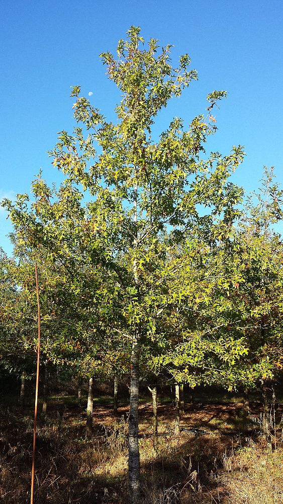 quercus-shumardii-shumard-red-oak
