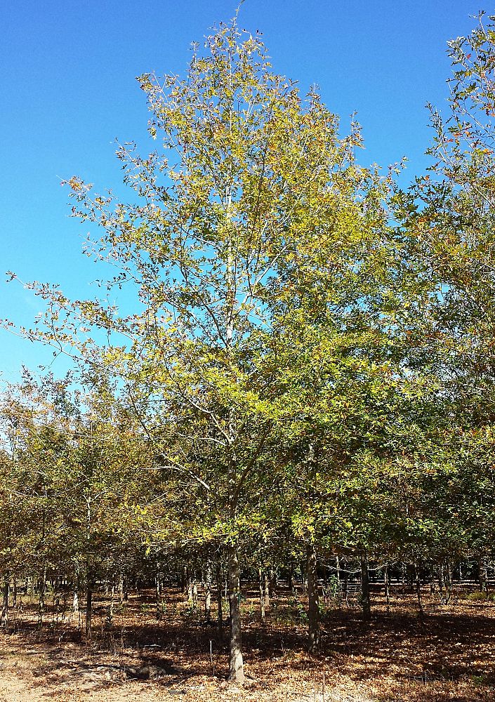 quercus-shumardii-shumard-red-oak