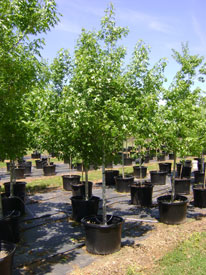 quercus-shumardii-shumard-red-oak