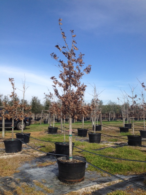 quercus-shumardii-shumard-red-oak