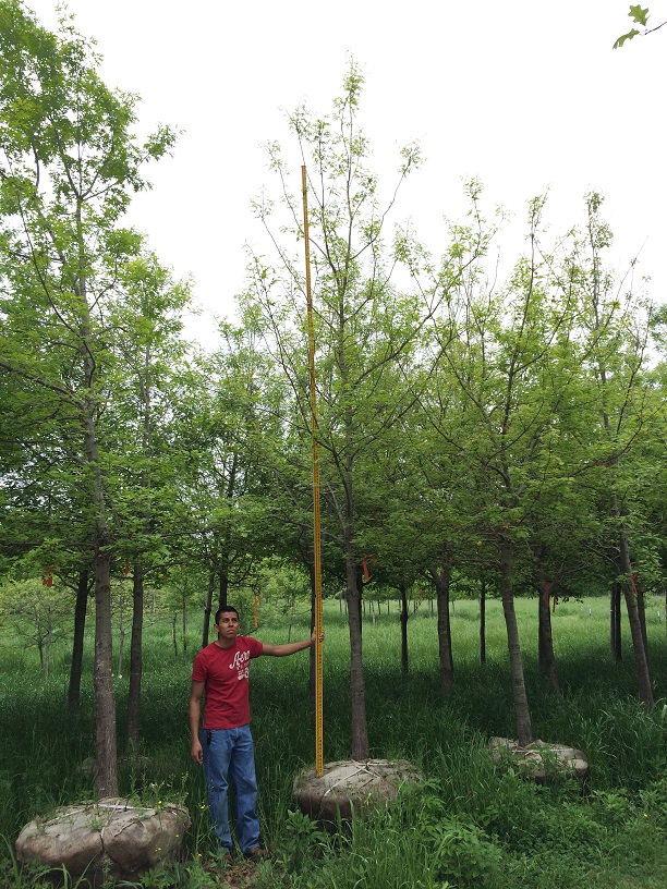 quercus-shumardii-shumard-red-oak