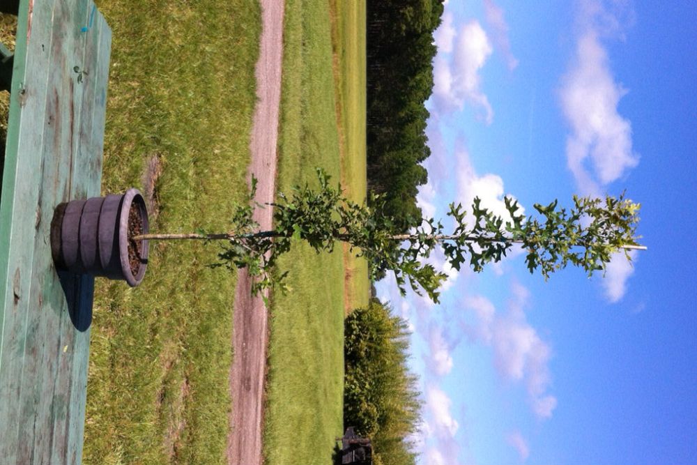 quercus-shumardii-shumard-red-oak