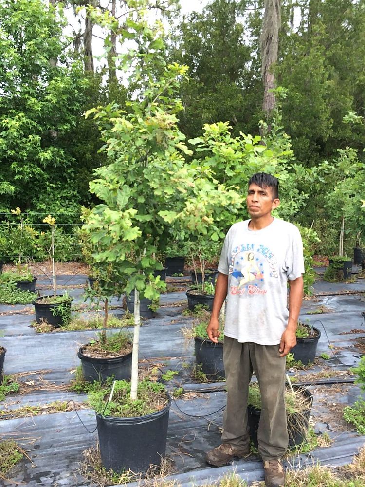 quercus-shumardii-shumard-red-oak