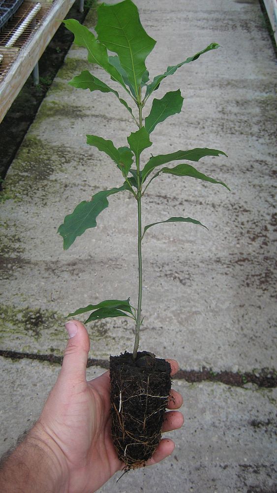 quercus-shumardii-shumard-red-oak