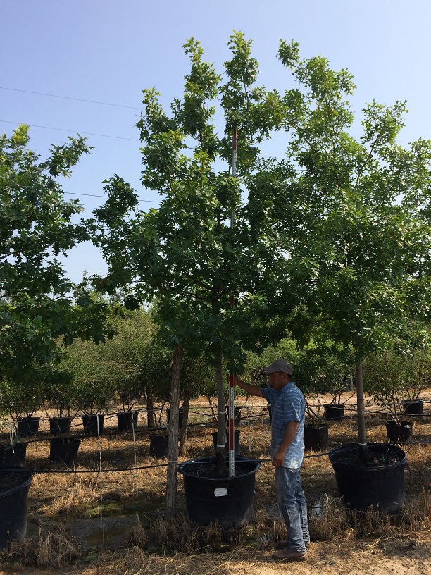 quercus-shumardii-shumard-red-oak