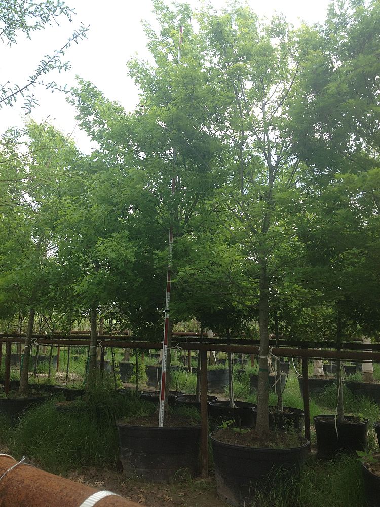 quercus-shumardii-shumard-red-oak