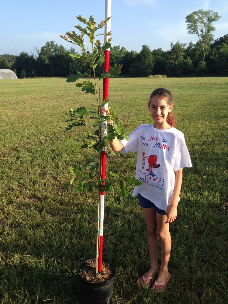 quercus-shumardii-shumard-red-oak