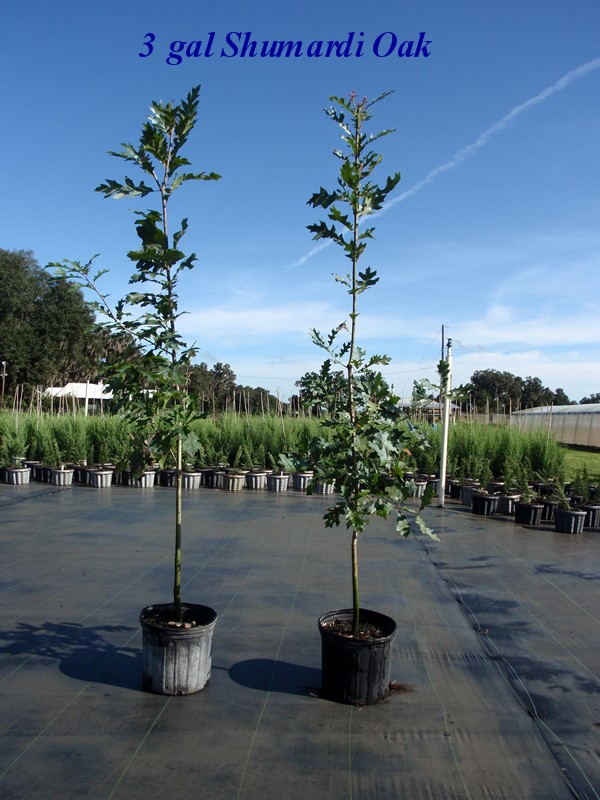 quercus-shumardii-shumard-red-oak