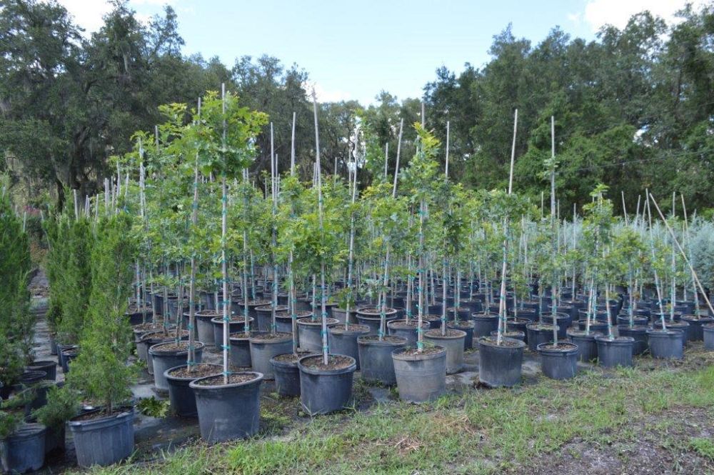 quercus-shumardii-shumard-red-oak